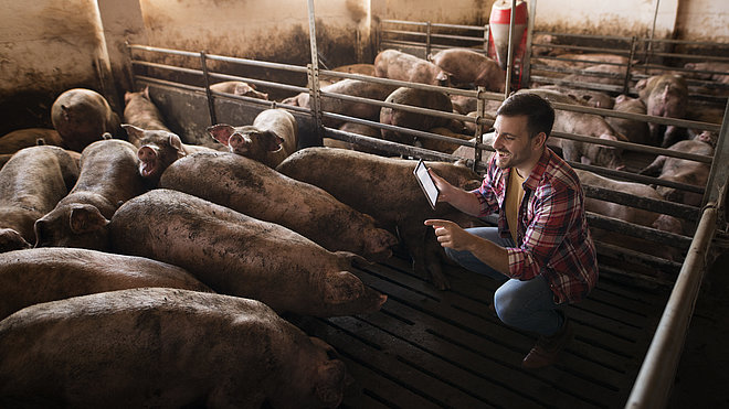 Bauer überprüft Gesundheit der Schweine
