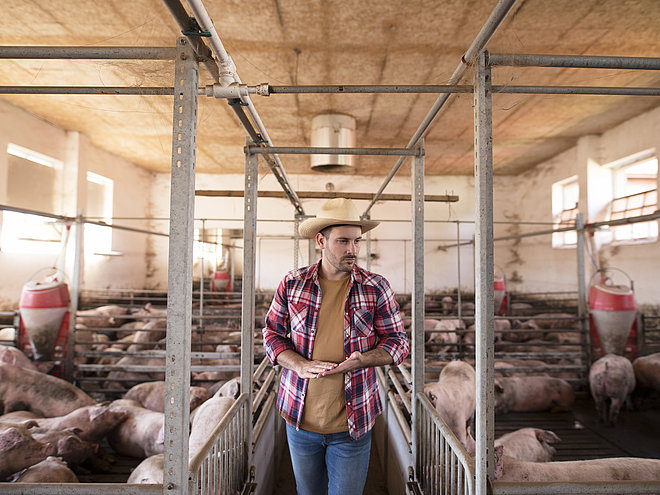 Landarbeiter geht durch Schweinehaltung